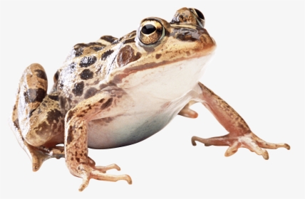 Brown Frog - Wood Frog Transparent Background, HD Png Download, Free Download