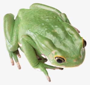 Frogs With No Backgrounds, HD Png Download, Free Download