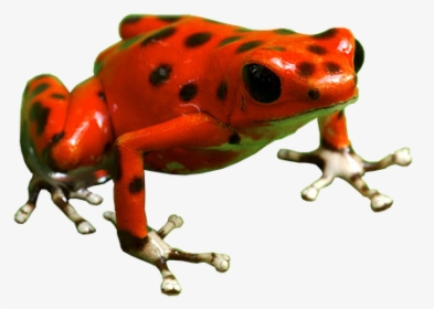 Poison Dart Frog Png Free Download - Poison Dart Frog Transparent, Png Download, Free Download