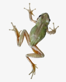 Frog Png - Tree Frog Transparent Background, Png Download, Free Download