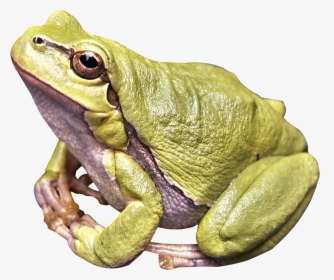 Frog Png Image, Transparent Png, Free Download