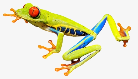 Rainforest Frog Transparent Png Image - Red Eyed Tree Frog Clipart, Png Download, Free Download