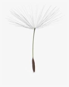Dandelion Png Pic - Dandelion Seed Transparent Background, Png Download, Free Download