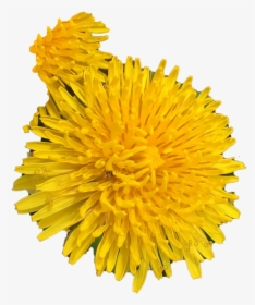 Dandelion .png, Transparent Png, Free Download