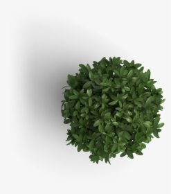 Plants Top View Png, Transparent Png, Free Download