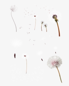Transparent Dandelion Clip Art - Fireworks, HD Png Download, Free Download