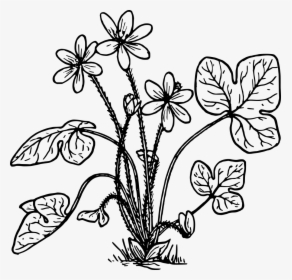 Hepatica - Herbs Plant Clipart Black And White, HD Png Download, Free Download