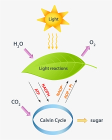 Photosynthesis - Light Reaction Of Photosynthesis, HD Png Download, Free Download