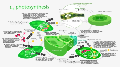 C4 Photosynthesis, HD Png Download, Free Download
