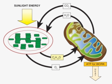 Powering The Cell - Photosynthesis And Cellular Respiration Molecules, HD Png Download, Free Download