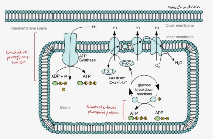 Glucose Drawing Photosynthesis - Electron Transport Chain Location, HD Png Download, Free Download