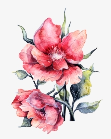 Bloom Flower Peony Rose Watercolor Paper Full Clipart - Rose Pinj Blooms Painting, HD Png Download, Free Download