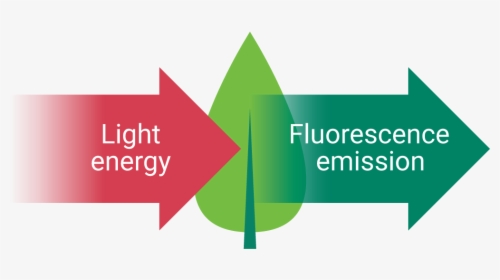 Diagram Of Chlorophyll Fluorescence - Graphic Design, HD Png Download, Free Download