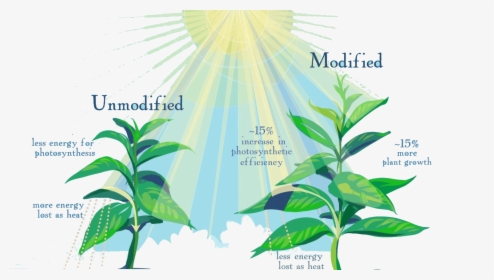 Photosynthesis For Fast-growing Crops - Photosynthesis Crops, HD Png Download, Free Download