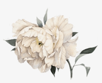 Cropped Peony - Transparent Watercolor White Flower, HD Png Download, Free Download