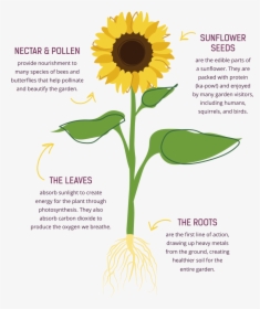 Collection Of Free Photosynthesis Drawing Easy Download - Parts Of Sunflower Nectar, HD Png Download, Free Download