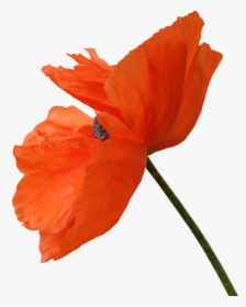 Transparent Red Pin Png - Poppy Png, Png Download, Free Download