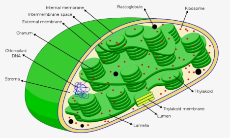 Chloroplast - Dna In Chloroplast, HD Png Download, Free Download
