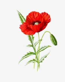 Poppy Flower Botanical Drawing, HD Png Download, Free Download