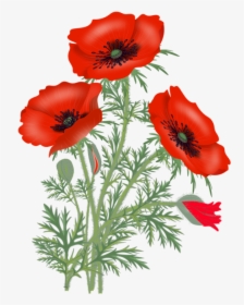 Transparent Background Poppies Png, Png Download, Free Download