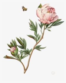 Illustration Watercolor Painting Peony - Botanical Png, Transparent Png, Free Download