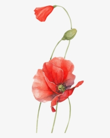 Poppy Watercolour Flowers Red - Flower, HD Png Download, Free Download