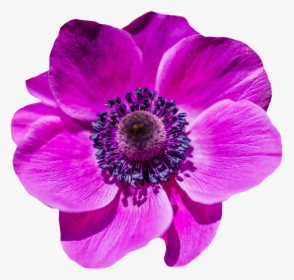 Purple Poppy Flower Png, Transparent Png, Free Download