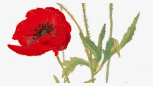 Poppies For Remembrance - Corn Poppy, HD Png Download, Free Download
