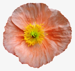 Corn Poppy, HD Png Download, Free Download