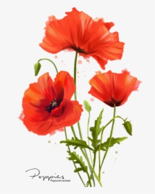 Clip Art Poppy Flower Painting - Poppy Flower Watercolor, HD Png Download, Free Download