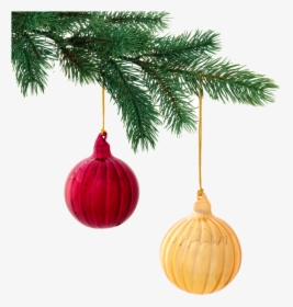Christmas Fir Tree Png, Transparent Png, Free Download