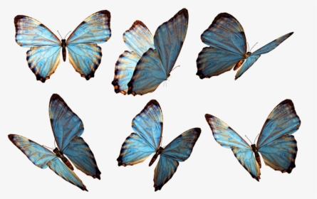 Grupo De Mariposas Azules - Butterflies Png, Transparent Png, Free Download