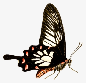 Papilio, HD Png Download, Free Download