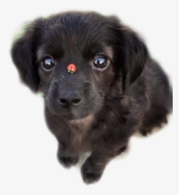 Transparent Perrito Png - Puppy With Ladybug, Png Download, Free Download