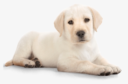 Cachorro Labrador - Golden Retriever Puppy Png, Transparent Png, Free Download