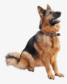 Gran Perro Pastor - Png Dog, Transparent Png, Free Download