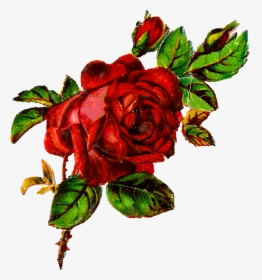 Rose Clipart Botanical - Grunge A Rose Transparent, HD Png Download, Free Download