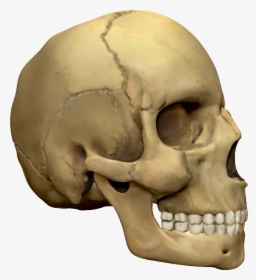 Transparent 3d Skull Png - Skull, Png Download, Free Download