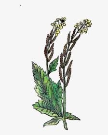 This Is A Wonderful, Vintage Herb Graphic Of The Mustard - Mustard Seed Plant Drawing, HD Png Download, Free Download