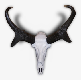 Pronghorn Horn, HD Png Download, Free Download