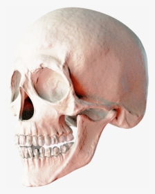 Skull Png - 2 Skulls Png, Transparent Png, Free Download