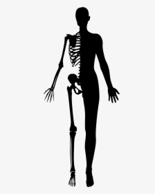 Half Woman Silhouette Big - Half Skeleton Half Human, HD Png Download, Free Download