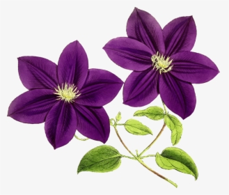Floral, Flowers, Leaf, Leaves, Purple, Vintage - Purple Flowers, HD Png Download, Free Download