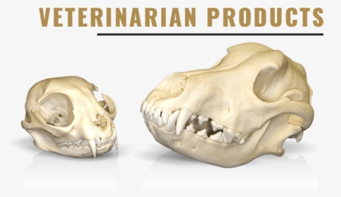 Clip Art Replica False Killer Whale - Dog Skull, HD Png Download, Free Download