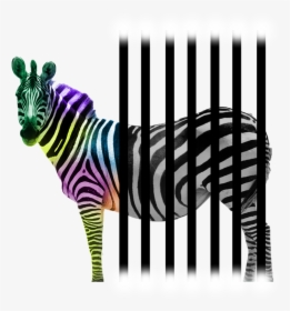 Zebra, HD Png Download, Free Download