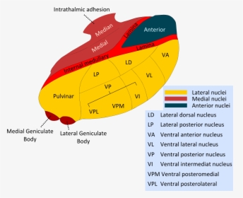 Thalmus - Thalamus Nuclei, HD Png Download, Free Download