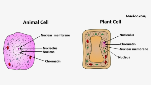 Both Plance And Cell - Animal Cell Membrane, HD Png Download, Free Download