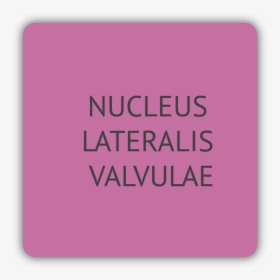Nucleus Lateralis Valvulae, HD Png Download, Free Download
