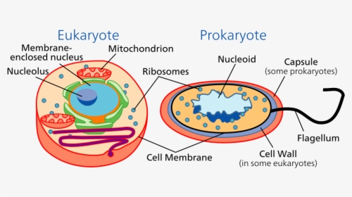 Cell Types - 2 Types Of Cell, HD Png Download, Free Download