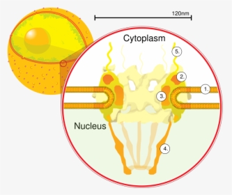 Pore Complex On A Nucleus , Png Download - Nuclear Pores Diagram, Transparent Png, Free Download